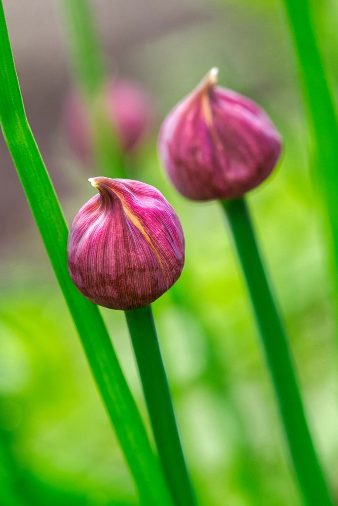 Chive